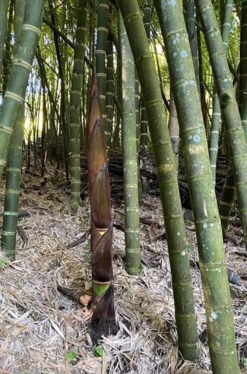 Bamboo Poles